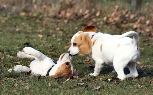 Zwei beaglewelpen beim Spiel
